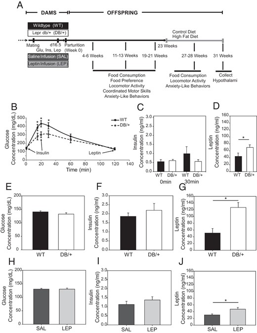 A, Timeline for maternal treatments and behavioral analyses of wild-type offspring in experiments 2 and 3. B–D, Maternal glucose tolerance test at gestational day 18.5 (experiment 1). Data are presented as averages ± SE and were analyzed by two-way ANOVA. Serum insulin, measured at 0 and 30 minutes (C), and leptin measured at 120 minutes (D) of glucose tolerance test (n, WT = 7 and DB/+ = 9). E–J, In experiments 2 and 3, maternal serum was taken at d16.5 for fasting blood glucose (E and H), insulin (F and I), and leptin (G and J) of WT and DB/+ (E–G) and SAL and LEP (H–J) dams (n: WT = 13, DB/+ = 12, SAL = 14, and LEP = 14) (*, P < .05). Fasting glucose, insulin, and leptin are presented as averages ± SE and were analyzed by using Student's t test.