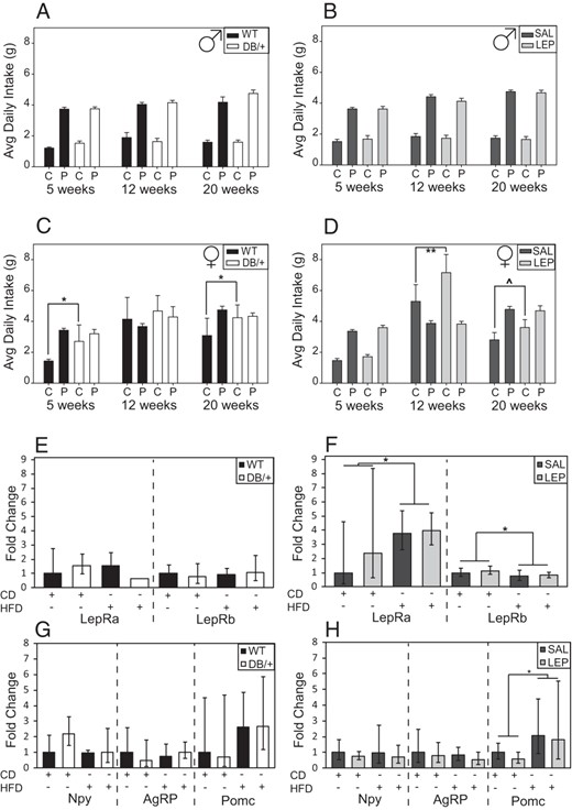 Offspring were presented with both a control diet (C or CD) and a highly PD (sweetened condensed milk mixed with CD) ab libitum. Consumption of each was measured in male (A) and female (C) offspring from WT and DB/+ dams, and of male (B) and female (D) offspring from SAL and LEP dams. Data are presented as averages and were analyzed by ANOVA split-plot in space and time with offspring nested within dam (^, P < .06; *, P < .05; **, P < .01, least square means). Relative mRNA concentrations in offspring hypothalamus at 31 weeks of age, maintained on either the control (CD) or HFD. Lepra and Leprb (E and F) and Npy, AgRP, and Pomc (G and H) genes in offspring from WT and DB/+ (E and G) and SAL and LEP (F and H) dams. Data are presented as averages ± fold change range calculated from ΔCT SDs and were analyzed by using by using three-way ANOVA with offspring nested within dam (*, P < .05, least square means) (n: males, WT = 10; DB/+ = 10; SAL = 14; and LEP = 12 and females, WT = 9; DB/+ = 6; SAL = 12; and LEP = 13).