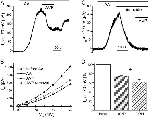 A, Application of AA (10 μM) enhanced the TREK-1 current, which was subsequently reduced by AVP (100 nM). B, Inhibitory action of AVP on the TREK-1 current could be observed at a wide range of potentials (same cell as in A). The I-V plots were generated when the cell was bathed sequentially in the standard bath solution (before AA), in AA, in AVP + AA, and after AVP removal (in the continued presence of AA). C, TREK-1 channel inhibitor pimozide occluded the action of AVP. Application of pimozide (10 μM) abolished the TREK-1 current enhanced by AA (10 μM). The subsequent addition of AVP (100 nM) failed to affect the holding current at −70 mV. D, In comparison to CRH, AVP had a weaker inhibitory effect on the TREK-1 current. The current of an individual cell at −70 mV in the presence of AA (10 μM) was considered to be 100%, and the current amplitude after AVP or CRH application in the same cell was normalized accordingly. The AA-enhanced TREK-1 current at −70 mV was reduced to 74 ± 2% of its basal value (n = 47) by AVP but to 62 ± 6% of its basal value (n = 18) by CRH. In the experiment shown here, individual cells were whole-cell voltage clamped at −70 mV with a pipette solution that contained 10 mM EGTA and 5 mM CaCl2 (pHint = 7.4). *, P < .05.