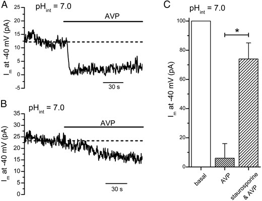 A, Intracellular acidification–enhanced TREK-1 current at −40 mV was reduced by AVP (100 nM). B, Pretreatment with staurosporine attenuated the AVP-mediated reduction of the intracellular acidification–enhanced TREK-1 current. C, In control cells, AVP (100 nM) reduced the intracellular acidification–enhanced TREK-1 current at −40 mV to 6 ± 10% of its basal value (n = 5). In cells pretreated with staurosporine (1 μM), 74 ± 11% of the TREK-1 current remained in the presence of AVP (n = 5). In the experiment shown here, individual cells were whole-cell voltage clamped at −40 mV with a pipette solution that contained 10 mM EGTA and 5 mM CaCl2 (pHint = 7.0). *, P < .05.