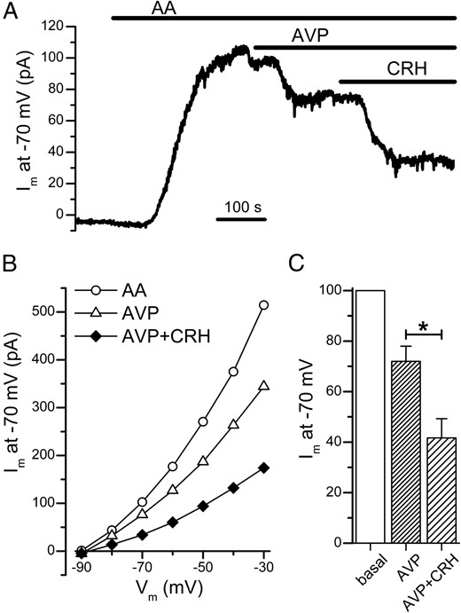 A, After the AA-enhanced TREK-1 current at −70 mV was reduced to a steady level by AVP (100 nM), the addition of CRH (10 nM) further decreased the current. B, In the continued presence of AVP, CRH further suppressed the TREK-1 current at a wide range of potentials (same cell as in A). C, AVP reduced the amplitude of the AA-enhanced TREK-1 current at −70 mV to 72 ± 6% of its basal value, and the subsequent coapplication of CRH and AVP decreased the current to 42 ± 8% (n = 8). In the experiment shown here, individual cells were whole-cell voltage clamped at −70 mV with a pipette solution that contained 10 mM EGTA and 5 mM CaCl2 (pHint = 7.4). *, P < .05.
