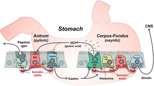 SST as a general paracrine inhibitor of exocrine and endocrine secretion in the gastric mucosa. In the oxyntic glands of the stomach the SST, cells are of the so-called “closed type,” which do not reach and sense the gastric lumen directly, whereas in the pyloric glands, the microvilli decorated apical process of the SST cells reach the gastric lumen similar to the gastrin cells. As shown, the SST cells have long basal processes through which they target their paracrine secretion of SST to specific neighboring cells (14), like inhibitions of ghrelin release. SST inhibits luminal gastric acid secretion from the parietal cells and it inhibits baso-lateral secretion of histamine from the ECL cells, which locally stimulates the acid secretion from the parietal cells. The paracrine secretion of SST inhibits the baso-lateral secretion of gastrin and pepsinogen secretion from the chief cells. As indicated, gastrin will stimulate the acid secretion from the parietal cells and has a trophic effect on the ECL cells, whereas luminal gastric acid as part of a feedback inhibitory mechanism will stimulate the secretion of SST and inhibit the secretion of gastrin, conceivably through stimulation of SST.