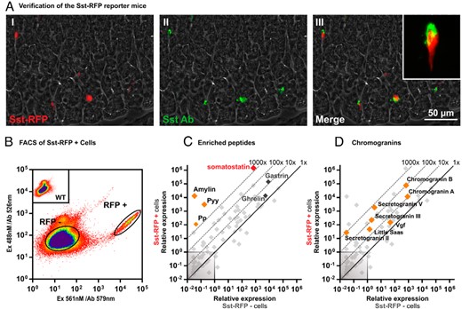 Basic characterization and verification of the Sst-RFP mice. A, A representative image from the immunohistochemical characterization of Sst-RFP expression in gastric tissue from the Sst-RFP mice: I, Sst-RFP endogenous fluorescence; II, immunohistochemical staining for SST; and III, overlay. B, Representative FACS diagram indicating the gating strategy for selecting RFP+ vs RFP− cells. C and D, qPCR for 88 transcripts encoding peptide hormones, neuropeptides, and granins in RFP+ vs RFP− cells. The relative expression in Sst-RFP− cells (x-axis) vs Sst-RFP+ cells (y-axis). C, The enriched neuropeptides Sst, Pp, Pyy, and amylin are highlighted in red and orange, whereas the data point for gastrin and ghrelin are given in dark gray. D, The expression levels of all granins are indicated in orange.