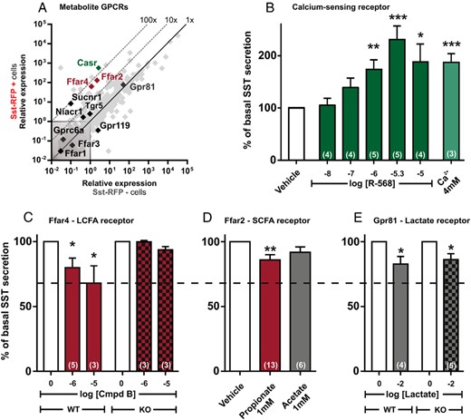 qPCR and functional analysis of the metabolite GPCRs. A, Expression of 379 GPCRs in Sst-RFP− (x-axis) vs Sst-RFP+ (y-axis). The metabolite receptors are displayed with gene name, whereas the remaining GPCRs are shown in light gray in the background. B–E, SST release from primary gastric mucosal cells normalized to basal secretion, shown as mean ± SEM, with number of repeated experiments indicated in brackets in each bar. B, Increasing concentration of the CaSR agonist R-568 and 4mM Ca2+ (the media contains 1.8mM Ca2+). C, Two concentrations of the FFAR4 agonist, compound B, in wild-type mice (red bars) and Ffar4 KO mice (red and black bars). D, The FFAR2 agonists, propionate (red bar) and acetate (gray bar), in wild-type mice. E, The GPR81 receptor agonist, lactate, in wild-type mice (gray bar) and Gpr81 KO mice (gray and black bars).