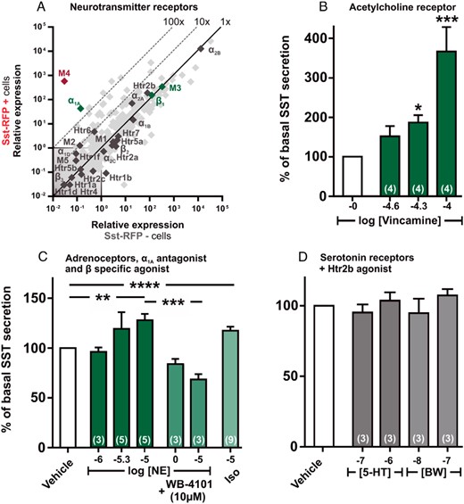 qPCR and functional analysis of the neurotransmitter GPCRs. A, Expression of 379 GPCRs in Sst-RFP− (x-axis) vs Sst-RFP+ (y-axis). The neurotransmitter receptors are displayed with gene name, whereas the remaining GPCRs are light gray in the background. B–D, SST release from primary gastric mucosal cells normalized to basal secretion, shown as mean ± SEM, with number of repeated experiments indicated in brackets in each bar. B, Increasing concentration of the acetylcholine receptor agonist Vincamine. C, Increasing concentrations of norepinephrine (dark green bars), norepinephrine + WB-4101 (α1A antagonist) (medium green bars), and isoproterenol (light green bar). D, Two concentrations of serotonin (gray bars) and 2 concentrations of BW-723C86 (Htr2b agonist) (light gray bars).