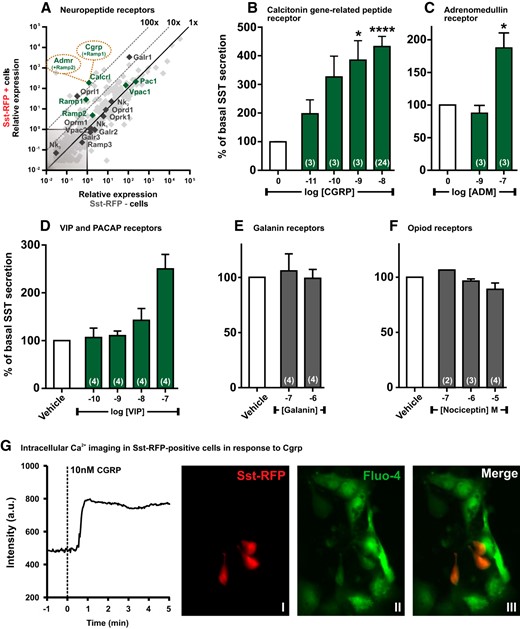 qPCR and functional analysis of the neuropeptide GPCRs. A, Expression of 379 GPCRs in Sst-RFP− (x-axis) vs Sst-RFP+ (y-axis). The neuropeptide receptors are highlighted in green or black and displayed with gene name, whereas the remaining GPCRs are indicated in light gray. B–F, SST release from primary gastric mucosal cells normalized to basal secretion, shown as mean ± SEM, with number of repeated experiments indicated in brackets in each bar. B, Increasing concentrations of CGRP. B, Increasing concentrations of ADM. D, Increasing concentrations of VIP. E, Two concentrations of galanin. F, Increasing concentrations of nociceptin. G, A representative single cell intracellular calcium recording in response to 10nM CGRP (n = 6). I, the Sst-RFP+ cells; II, Fluo-4 loading of the cells; and III, an overlay indicating the Fluo-4 loaded Sst-RFP+ used for measurements.