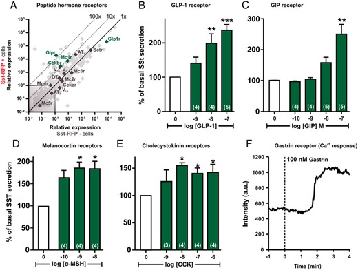 qPCR and functional analysis of the peptide hormone GPCRs. A, Expression of 379 GPCRs in Sst-RFP− (x-axis) vs Sst-RFP+ (y-axis). The peptide hormone receptors are displayed with gene name, whereas the remaining GPCRs are light gray in the background. B–E, SST release from primary gastric mucosal cells normalized to basal secretion, shown as mean ± SEM, with number of repeated experiments indicated in brackets in each bar. B, Increasing concentrations of GLP-1. C, Increasing concentrations of GIP. D, Increasing concentrations of α-MSH. E, Increasing concentrations of CCK. F, A representative single cell intracellular calcium recording in response to 100nM gastrin (n = 5).