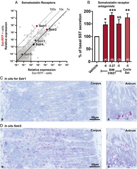 qPCR and functional analysis of the SSTRs (Sstr1–Sstr5) and in situ hybridization for Sstr1 and Sstr2. A, Expression of 379 GPCRs in Sst-RFP− (x-axis) vs Sst-RFP+ (y-axis). The SSTRs are displayed with gene name, whereas the remaining GPCRs are light gray in the background. B, SST release from primary gastric mucosal cells normalized to basal secretion, shown as mean ± SEM, with number of repeated experiments indicated in brackets in each bar. Increasing concentrations of BIM-23627 (dark red bars), 10μM cyclo(-7-aminoheptanoyl-Phe-D-Trp-Lys-Thr(Bzl)) (light red bar). C and D, Representative in situ hybridization in mouse gastric tissue from corpus and antrum performed in 3 mice. Probes for Sstr1 (C) and probes for Sstr2 (D). See Supplemental Figure 14 for the corresponding control experiments.