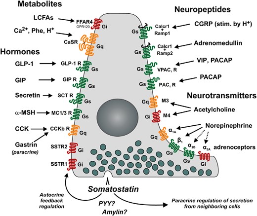 Repertoire of 7TM GPCRs controlling SST secretion directly on the SST cells of the stomach as based on the results of the present study. Receptors in green (Gαs-coupled) and orange (Gαq-coupled) stimulate, whereas red (Gαi-coupled) receptors inhibit, SST release. Seven identified receptors for hormonal control are indicated on the left, with the receptors for GLP-1, GIP, secretin α-MSH, and CCK/gastrin inducing release of SST, whereas SSTR1 and SSTR2 receptors function as autoinhibitory negative regulators. Metabolites elicit both excitatory (CaSR) and inhibitory (FFAR4) signals through Ca2+/H+/aromatic amino acids and long-chain fatty acids, respectively. The 10 neuronally controlled receptors are indicated on the right. The VIP and pituitary adenylate cyclase activating polypeptide 1 (PACAP) receptors positively regulate SST release together with CGRP and ADM. Acetylcholine is capable of both inhibiting and stimulating SST release by acting at the muscarinic receptors M4 and M3, respectively. The adrenoceptors are also capable of both stimulating and inhibiting the secretion of SST, depending on which subtype receptor is stimulated; α2B, α1A, and β1 elicit secretion, whereas α2A inhibits secretion of SST.