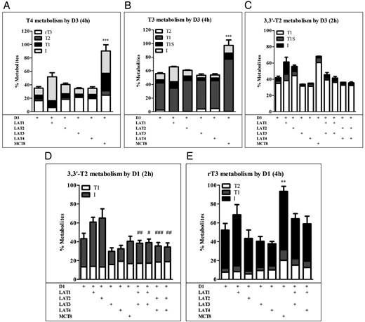 A–C, Metabolism of 1 nM T4, T3, and 3,3′-T2 during 2–4 hours of incubation with COS1 cells cotransfected with D3 plus EV, LAT1, LAT2, LAT3, LAT4, or MCT8 or with D3 plus LAT1 or LAT2 plus LAT3 or LAT4. D and E, Metabolism of 1 nM 3,3′-T2 and rT3 after 2–4 hours of incubation with COS1 cells cotransfected with D1 plus EV, LAT1, LAT2, LAT3, LAT4, or MCT8 or with D1 plus LAT1 or LAT2 plus LAT3 or LAT4. Metabolism is shown as percentage metabolites in the incubation medium. Metabolites are expressed as percentage of total radioactivity in the medium. Results are the means ± SEM of three experiments. Significance represents D1 or D3 alone vs D1 or D3 plus transporter (*) or D1 or D3 plus LAT1 or LAT2 vs D1 or D3 plus LAT1 or LAT2 plus LAT3 or LAT4 (#). *, P < .05; **, P < .01; ***, P < .001.