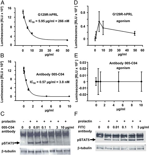 Inhibition of cell proliferation and STAT5 phosphorylation by PRLR antibody 005-C04. BaF3 cells stably expressing the human PRLR were subjected to proliferation assays in response to 20 ng/mL PRL in the presence of increasing concentrations of the PRLR antagonist G129R-hPRL (A) or antibody 005-C04 (B). In addition, agonistic activity of G129R-hPRL (D) or antibody 005-C04 (E) was examined in the absence of PRL. Antibody 005-C04 inhibited cellular proliferation with approximately 70-fold higher potency if compared with the PRLR antagonist G129R-hPRL (A and B). Whereas antibody 005-C04 was devoid of any significant agonistic activity (E), the PRLR antagonist G129R-hPRL showed some agonistic activity on cell proliferation in cells stably transfected with the human PRLR (D). Serum-starved T47D cells were incubated for 30 minutes with vehicle (−) or 20 ng/mL human PRL (+) in the presence of different concentrations of the neutralizing PRLR antibody 005-C04 (C) or in the presence of different concentrations of the negative control antibody (F). Cellular lysates were analyzed by Western blot for phospho-STAT5 and β-tubulin expression (loading control). The neutralizing PRLR antibody 005-C04 inhibited STAT5 phosphorylation in a dose-dependent manner (arrow). FITC, fluorescein isothiocyanate.