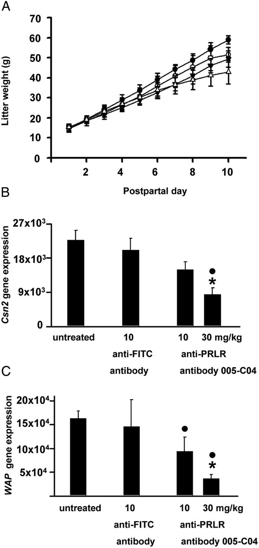 Reduced lactation in mice treated with the neutralizing PRLR antibody. Lactating dams (litter size = 8 pups) remained untreated (closed circles) or were treated with either 10 mg/kg anti-FITC antibody (open circles) or 10 mg/kg (closed triangles) and 30 mg/kg neutralizing PRLR receptor antibody 005-C04 in the IgG2a format (open triangles). Litter weight is depicted from postpartal day 1 to postpartal day 10 (A). Antibody 005-C04 at a dose of 30 mg/kg significantly inhibited lactation capacity as evidenced by the reduced litter weight gain between postpartal day 1 and 9 if compared with litters from untreated dams or dams treated with unspecific antibody. Milk protein expression was assessed on postpartal day 11 in mammary glands of lactating dams (B and C). Treatment with the neutralizing PRLR antibody induced a dose-dependent decrease in β-casein (Csn2) (B) and whey acidic protein (Wap) (C) gene expression. Data are presented as mean ± SD. *, P < .05 vs dams treated with negative control antibody; ●, P < .05 vs untreated dams. FITC, fluorescein isothiocyanate.