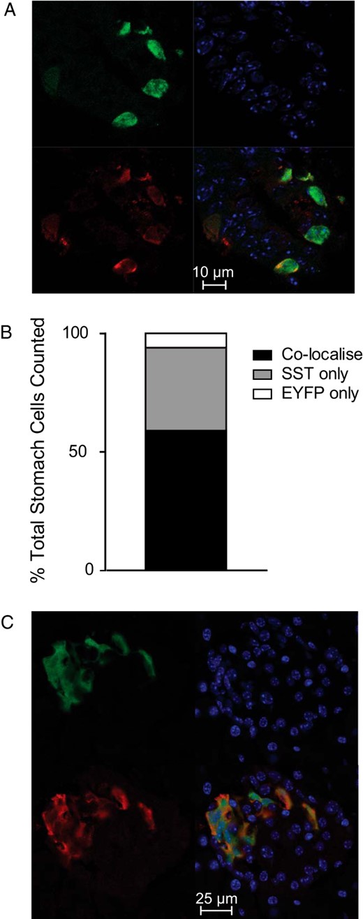 Confirmation of cell-specific transgene expression. A, Corpus/antral tissue isolated from transgenic mice expressing EYFP under the control of the Sst promoter was fixed, sliced, and stained for EYFP (green) and SST (red). Blue represents Hoechst staining. B, We counted 158 cells that were stained for EYFP and/or SST. The number of cells that were stained for SST only (gray), EYFP only (white), or both (black) are expressed as a percentage of all fluorescent cells counted. These data were obtained from 4 sections of whole stomach from one transgenic mouse. C, To investigate transgene expression in other areas known to express SST, slices of whole pancreas from mice expressing EYFP under the control of the Sst promoter were stained for EYFP (green) and SST (red). Blue represents Hoechst staining.