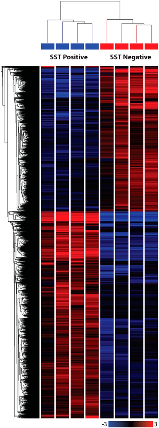 Heatmap showing differential expression of genes between SST positive and negative gastric epithelial cells. Single-cell digests of gastric mucosa from the antrum and corpus of SST-Cre x ROSA26EYFP/EYFP mice were passed through a FACS sorter and gastric D-cells were purified based on their green fluorescence. RNA from 4 EYFP-positive and 4 EYFP-negative cell samples was sequenced using SE50 sequencing. Reads were aligned to the GRCm38 mouse genome using Tophat version 2.0.11. Differential gene expression was determined using Cufflinks version 2.2.1. The heatmap was generated using the following selection criteria: fold change of more than 2, false discovery rate 0.1, and FPKM values of more than 1, and was subjected to hierarchical clustering based on Euclidean distance and average linkage. A total of 3143 genes were differentially expressed. More information on these genes can be found in Supplemental Dataset 1.