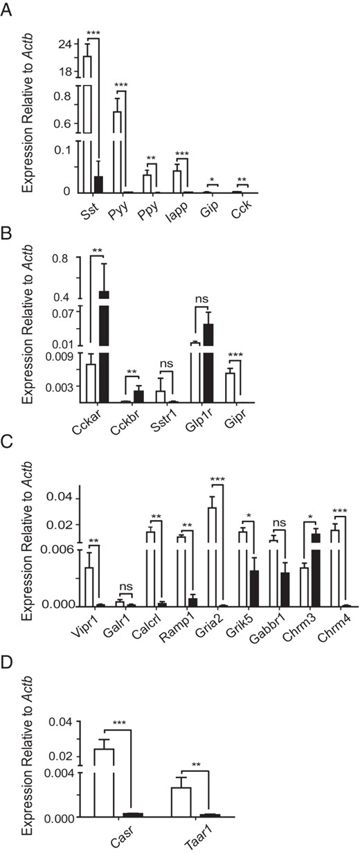 Gene expression in SST-positive and SST-negative cells measured by qPCR. Histograms showing relative gene expression of peptide hormones (A), peptide hormone receptors (B), neurotransmitter receptors (C), and nutrient receptors (D) in SST-positive (white bars) and SST-negative (black bars) cells. Expression was analyzed by qPCR and compared with that of Actb in the same sample. Each column represents 3 samples from separate mice. Samples where target genes were undetected were assigned Ct values of 40. Data are presented as the geometric mean, with error bars calculated from log(base2) data. Significance comparisons between SST-positive and SST-negative cells were calculated by Student’s t test performed on the nontransformed ΔCT data; ns, not significant; *, P < .05; **, P < .01; ***, P < .001.