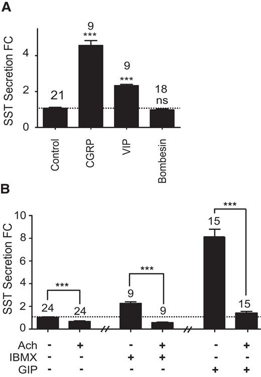 Neurotransmitter-regulated SST secretion from primary gastric epithelial cultures. Mixed gastric epithelial cultures from the corpus and antrum were incubated for 2 hours in bath solution containing the stimulatory neurotransmitters CGRP, VIP, and bombesin (all 100 nmol/L) (A) or acetylcholine (Ach) (10 μmol/L) with or without IBMX or GIP (100 μmol/L or 100 nmol/L, respectively) (B). SST was measured in the supernatant fraction and is expressed relative to basal secretion measured in parallel on the same day (control). FC is fold change compared with control (indicated by the dashed line); n numbers for each condition are represented above each bar. In B, the effect of Ach on IBMX and GIP was assayed in different preparations. The control data accompanying both Ach on IBMX and Ach on GIP experiments have been combined. Error bars represent 1 SE, and significance is shown analyzed by ANOVA with a post hoc Dunnett or Bonferroni modification where appropriate; ***, P < .001; ns, not significant.