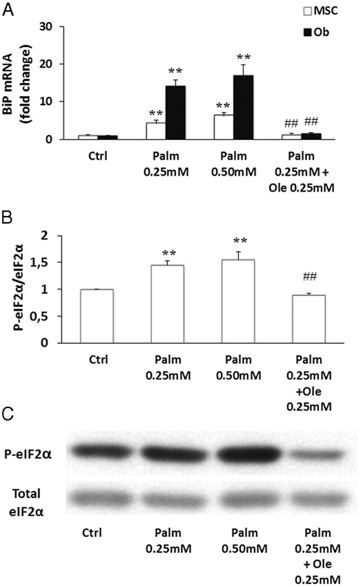 Ole prevented Palm-triggered eIF2α activation and BiP expression. MSC were treated for 24 and 48 hours with increasing concentrations of Palm (0.25mM–0.50mM) ± Ole 0.25mM. A, BiP expression was quantified by qPCR using the ΔΔCT. Values were normalized for HPRT1 expression and are expressed as the ΔΔCT compared with the control (Ctrl). Results are mean ± SEM of 6 individual experiments. B, Expression of phosphorylated eIF2α was evaluated by Western blotting and normalized for total eIF2α. Values are mean ± SEM. **, P < .001 vs Ctrl; ##, P < .001 vs Palm 0.25mM. C, The Western blotting figure is representative of 1 out of 4 individual experiments.