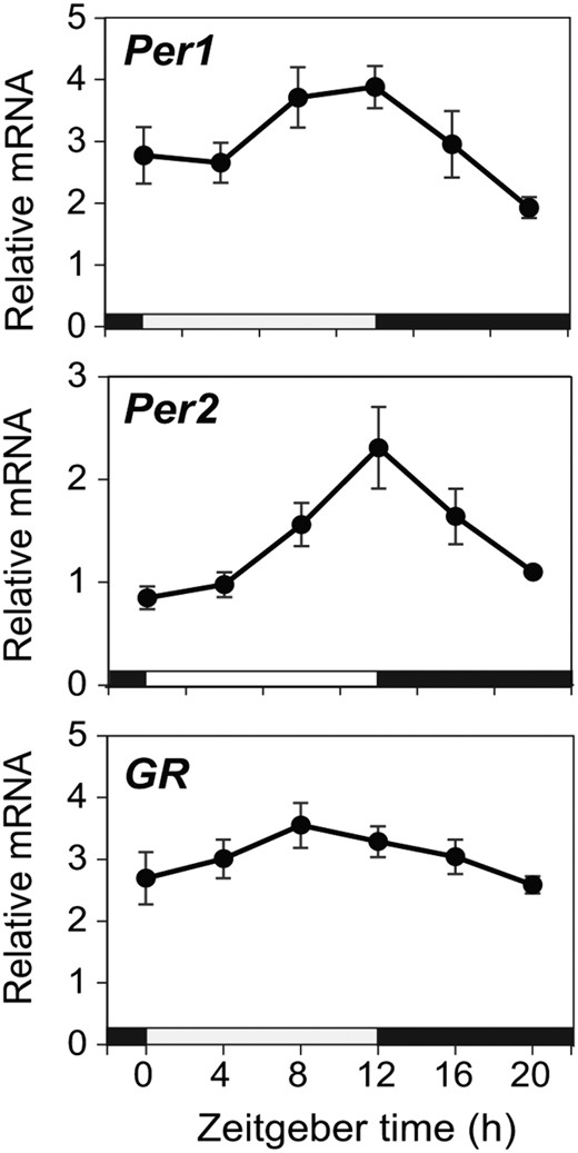 mRNA expression in the mouse nasal mucosa. WT mice were sacrificed at 4-hour intervals, and quantitative real-time PCR analysis was performed for Per1, Per2, and GR mRNA in the nasal mucosa (mean ± SEM, n = 6–8 for each time point). Significant circadian variation was detected in Per1 peaking at ZT8–ZT12 and in Per2 peaking at ZT12 but not in GR. Each value was normalized to that of GAPDH mRNA. Significance was assessed by one-way ANOVA with a post hoc Bonferroni test. Horizontal white and black bars on the abscissa indicate the light and dark times of the LD cycle, respectively.