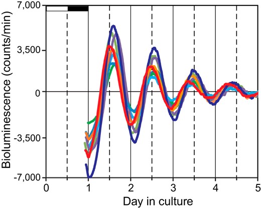Circadian PER2::LUC rhythm in the cultured nasal mucosa. Eight representative bioluminescence records are shown of 15 cultured nasal mucosa examined for 5 days. The different colors indicate data from different mice. White and black horizontal bars on the abscissa on the first day of culture indicate the light and dark phases of the LD cycle to which the animals were exposed.