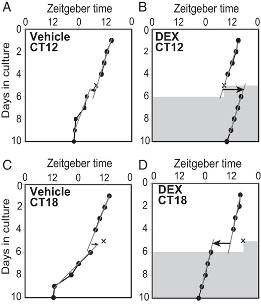 Phase shifts in PER2 rhythm caused by DEX. The circadian peak phases of PER2 rhythm (closed circles and solid lines) in cultured mouse nasal mucosa before and after the application of vehicle (A and C) or DEX (B and D). One representative phase plot is shown for vehicle or DEX applied on the fifth culture day in the peak phase (CT12; A and B) or at CT18 (C and D). The timing of application is indicated by the X. DEX application induced a large phase-delay (B) or phase-advance shift (D), but vehicle did not cause a shift at either phase (A and C). Shadowed areas indicate DEX in the culture media at a concentration of 10−7M. Gray oblique lines in the graph indicate regression lines fitted to 4 consecutive peak phases before and after the application of DEX or vehicle. Arrows on the sixth culture day indicate the direction and amount of phase shifts. The abscissa indicates the time to which mice were entrained.