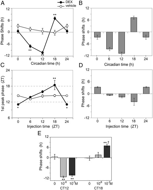 Construction of ex vivo and in vivo PRCs. Phase shifts after the addition of DEX (closed circles with a black line) or vehicle (open circles with a gray line) into the culture media were plotted against the phase of their addition (A). Data are expressed as mean ± SEM (n = 4–5 for each time point). The ex vivo PRC for DEX was constructed by calculating the difference in the phase shift caused by DEX from that of the respective mean value obtained from the control group (B). The phase-dependent effect of DEX on the nasal circadian clock in vivo were examined by injecting DEX (closed circles with a black line) or PBS (open circles with a gray line) at 4 different circadian phases and measuring the first peak phases of circadian PER2 rhythm in cultured nasal mucosa (C). Data are expressed as mean ± SEM (n = 5 for each time point). The in vivo PRC for DEX was constructed by calculating the difference in first circadian peak phases between the DEX and control groups (D). In both the ex vivo and in vivo experiments, phase shifts were phase dependent, with statistical significance in the DEX group but not in the control group (two-way ANOVA with a post hoc Bonferroni test; *, P < .05 and **, P < .01). Dose dependency of phase shifts induced by DEX was examined ex vivo at the maximum phase-delaying phase (CT12) and phase-advancing phase (CT18) (E). Abscissa shows final concentration of DEX. The data representing 0M (vehicle control) and 10−7M are the also shown in A. Data are expressed as mean ± SEM (n = 4–6 for each time point). Statistically significant differences were detected in phase shifts at CT12 and CT18 (one-way ANOVA with a post hoc Bonferroni test; **, P < .01 vs vehicle; †, P < .05 10−7M vs 10−8M).