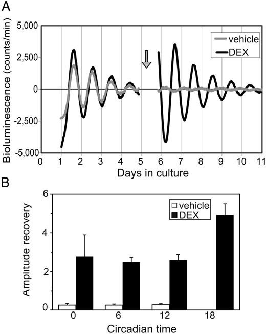 Effects of DEX on the amplitude of circadian PER2 rhythm. Representative PER2::LUC rhythms before and after the application of DEX (black) or vehicle (gray) at the time indicated by an arrow (A). Rates of recovery of the circadian amplitude after the addition of DEX (closed column) or vehicle (open column) are expressed as mean ± SEM (n = 4–5 for each time point) (B). In both the DEX and control groups, statistically significant phase dependency in recovery rate was not detected. The control data at CT18 was too small for visualization (0.2 ± 0.1).