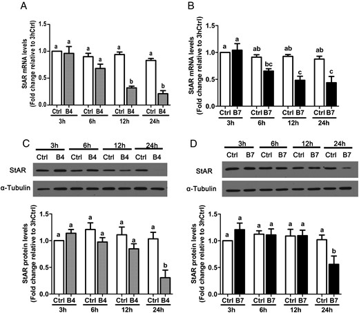 Time-dependent effects of BMP4 and BMP7 on StAR expression in SVOG immortalized human granulosa cells. Cells were treated with vehicle control (Ctrl) or 30 ng/mL BMP4 (B4; A and C) or BMP7 (B7; B and D) for 3, 6, 12, or 24 hours, and StAR mRNA (A and B) and protein (C and D) levels were examined by RT-qPCR and Western blot, respectively. Results are expressed as the mean ± SEM of at least three independent experiments and values without common letters are significantly different (P < .05).