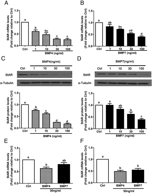 BMP4 and BMP7 down-regulate StAR expression in a concentration-dependent manner in primary and immortalized human granulosa cells. A–D, SVOG immortalized human granulosa cells were treated for 24 hours with vehicle control (Ctrl) or increasing concentrations (1, 10, 30, or100 ng/mL) of BMP4 (A and C) or BMP7 (B and D), and StAR mRNA (A and B) and protein (C and D) levels were examined by RT-qPCR and Western blot, respectively. E and F, Primary human granulosa cells were treated for 24 hours with 30 ng/mL (E) or 50 ng/mL (F) BMP4 or BMP7, and StAR mRNA levels were examined by RT-qPCR. Results are expressed as the mean ± SEM of at least three independent experiments, and values without common letters are significantly different (P < .05).