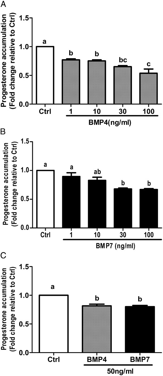 BMP4 and BMP7 suppress progesterone accumulation in primary and immortalized human granulosa cells. A and B, SVOG immortalized human granulosa cells were treated for 24 hours with vehicle control (Ctrl) or increasing concentrations (1, 10, 30, or 100 ng/mL) of BMP4 (A) or BMP7 (B), and progesterone accumulation in conditioned medium was measured by an ELISA. C, Primary human granulosa cells were treated with 50 ng/mL BMP4 or BMP7 for 24 hours, and progesterone accumulation was measured by ELISA. Results are expressed as the mean ± SEM of at least three independent experiments and values without common letters are significantly different (P < .05).