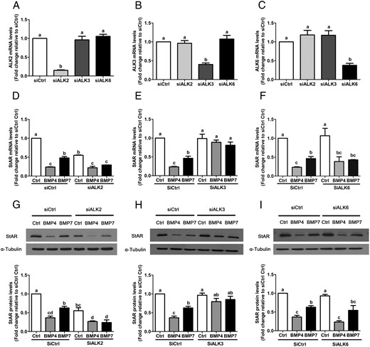 BMP4 and BMP7 down-regulate StAR via ALK3 in SVOG immortalized human granulosa cells. Cells were transfected for 48 hours with 25 nM control siRNA (siCtrl), ALK2 siRNA (siALK2), ALK3 siRNA (siALK3), or ALK6 siRNA (siALK6) and then treated for a further 24 hours with vehicle control (Ctrl) or 30 ng/mL BMP4 or BMP7. The efficiency and specificity of knockdown for each siRNA was evaluated by RT-qPCR (A–C). The mRNA (D–F) and protein (G–I) levels of StAR were examined by RT-qPCR and Western blot, respectively. Results are expressed as the mean ± SEM of at least three independent experiments and values without common letters are significantly different (P < .05).
