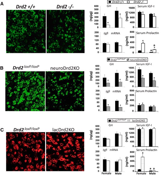 Pituitary somatotropes, and serum IGF-I and prolactin levels in female and male Drd2−/−, lacDrd2KO, and neuroDrd2KO mice. Left, Representative immunohistochemistry of GH cells in the 3 mouse models in males (40.2 ± 3.7 vs 25.7 ± 0.5%, Drd2+/+ vs Drd2−/−; P < .05; 36.4 ± 2.6 vs 24.6 ± 0.1 for Drd2loxP/loxP vs neuroDrd2KO; P < .05; and 40.9 ± 2.9 vs 36.9 ± 4.0, NS for Drd2loxP/loxP vs lacDrd2KO, NS). Right, ng pituitary GH/μg protein, liver Igfi mRNA levels (normalized to cyclophilin mRNA levels, and in relation to control males; 100%) and serum IGF-I and prolactin levels: n = 20–29 (A), n = 7–10 (B), and n = 6–10 (C). For all panels: a, P < .05 vs genotype-matched females; *, P < .05 vs sex-matched control (Drd2+/+ or Drd2loxP/loxP mice).