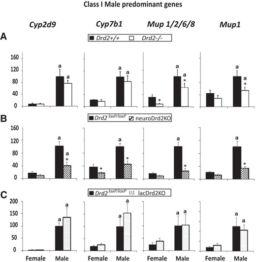 Expression of male-predominant class I liver genes in adult female and male Drd2−/− (A), neuroDrd2KO (B), and lacDrd2KO (C) mice, and their respective controls. Percentage of target mRNA levels normalized to cyclophilin mRNA levels, in relation to control males (100%) are represented in the y-axis. n = 7–12. Two-way ANOVA for the effects of sex and genotype was performed. P of interaction was significant for Cyp2d9, Cyp7b1, Mup1/2/6/8, and Mup1 in neuroDrd2KO mice. For all panels: a, P < .05 vs genotype-matched females; *, P < .05 vs sex-matched control (Drd2+/+ or Drd2loxP/loxP mice).