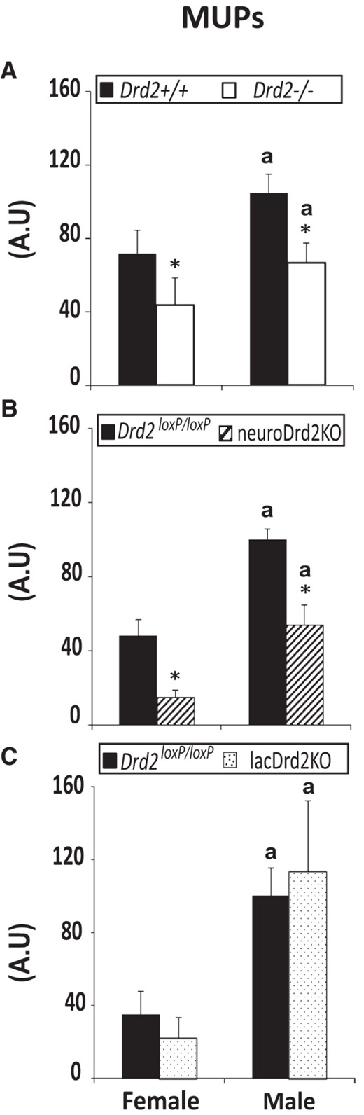 Urine MUP excretion in adult female and male Drd2−/− (A), neuroDrd2KO (B), and lacDrd2KO mice (C), and their respective controls. Urine samples taken from male and female male Drd2−/−, neuroDrd2KO, and lacDrd2KO mice, and their respective controls (n = 9–18) were analyzed by SDS-PAGE electrophoresis. The 20-kDa band was quantified by densitometry for each urine sample and expressed in arbitrary units (A.U.). a, P < .05 vs genotype-matched females; *, P < .05 vs sex-matched control (Drd2+/+ or Drd2loxP/loxP mice).