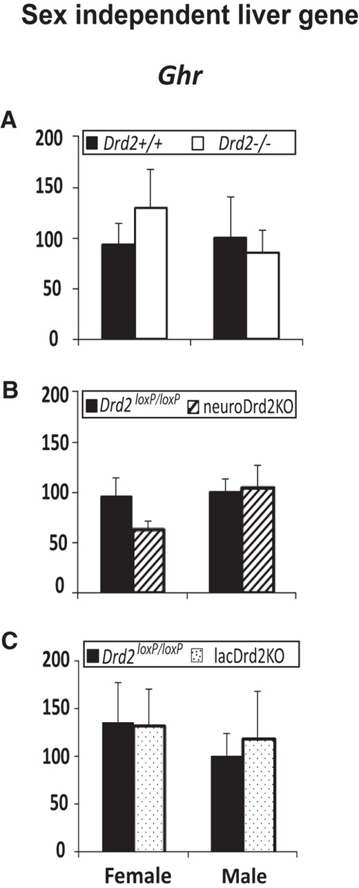 Expression of a sex-independent liver gene in female and male Drd2−/− (A), neuroDrd2KO (B), and lacDrd2KO (C) mice, and their respective controls. Percentage of Ghr mRNA levels normalized to cyclophilin mRNA levels, in relation to control males. n = 7–12. Two-way ANOVA for the effects of sex and genotype was performed. No differences were found.