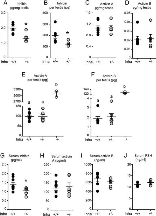 At 8 weeks of age, Inha+/− mice have lower testicular and circulating inhibin concentrations compared with age-matched wild-type littermates, but activin A, activin B, and FSH concentrations are normal. A, Inhibin concentrations per mass of testis in 8-week-old Inha+/− mice were 70% of that measured in wild-type littermates. B, Total testis levels reflected these patterns, with significantly less inhibin produced per testis in Inha+/− compared with Inha+/+ mice. Concentrations of (C) activin A and (D) activin B relative to testis mass were not different between genotypes. Total testis concentrations of (E) activin A and (F) activin B in heterozygous animals were not different from wild-type but were substantially elevated in Inha knockout mice. G, Inha+/− mice had lower circulating concentrations of inhibin-α subunit compared with wild-type littermates; however, circulating (H) activin A, (I) activin B, and (J) FSH were normal. Each data point represents a value from an individual animal, with Inha+/+ animals indicated by black circles and Inha+/− by gray circles (six or more per genotype). Bars indicate mean ± SEM. Based on assessment of data distribution, statistical significance was tested by Mann-Whitney test (A–D), Kruskall-Wallis (E and F), or t test (G–J), with P < .05 considered significant, represented either with an asterisk or different letters signifying significant differences between groups.