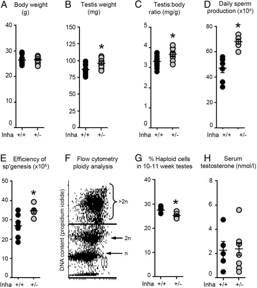 Eight-week-old Inha+/− have larger testes, greater DSP, and more efficient spermatogenesis compared with age-matched Inha+/+ littermates, but serum T concentrations are the same. A, Body weight of 8-week-old animals was not different between genotypes. Inha+/− mice had (B) larger testes and (C) testis to body weight ratios than Inha+/+ mice, which correlated with higher (D) DSP and (E) greater spermatogenic efficiency. F and G, Ploidy analysis by flow cytometry (propidium iodide) revealed that at 10–11 weeks of age, testes of Inha+/− mice had marginally fewer haploid cells compared with age-matched wild-type littermates. H, Circulating T concentrations were not different between genotypes. Each data point represents a value from an individual animal, with Inha+/+ animals indicated by black circles and Inha+/− by gray circles (≥n = 5 per genotype). Bars indicate mean ± SEM. Statistical significance was tested by a t test (A–C, E, G, and H) or a Mann-Whitney U test (D), with P < .05 considered significant (indicated by asterisk).
