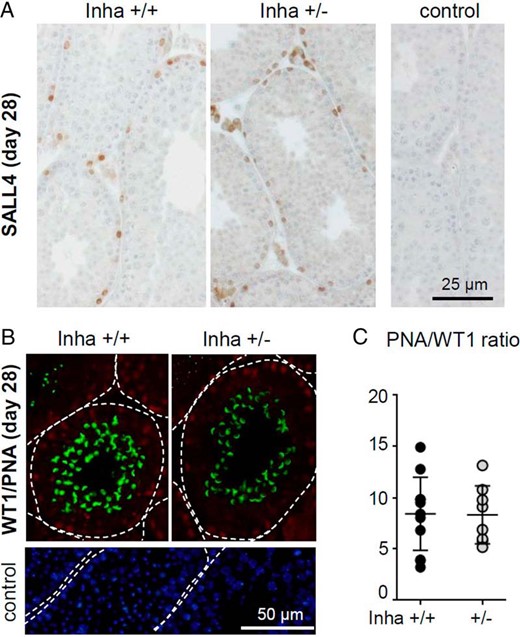 Germ cell depletion in Inha+/− testes resolves by 28 dpp. A, At 28 days of age, robust spermatogenesis was evident in all tubules of Inha+/+ and Inha+/− mice. Detection of SALL4-positive germ cells (undifferentiated spermatogonia and stem cells, brown) revealed no obvious differences between genotypes. Testis sections were counterstained with hematoxylin to permit visualization of nuclei (n = 6 per genotype) and no staining was observed in the absence of primary antibody. B, Immunofluorescent detection of Sertoli cell nuclei (WT1 positive, red) and spermatids (PNA, green), with dotted lines indicating the perimeter of the seminiferous tubule. No signal was observed in the absence of the anti-WT1 antibody or lectin (control); DAPI (blue) confirms the presence of cells in the tissue section. C, Assessment of round testis sections established that, where present, there was no difference in the ratio of spermatids to Sertoli cell nuclei (PNA/WT1) between genotypes. Data points represent individual animals, with Inha+/+ mice indicated by black circles and Inha+/− by gray circles (n = ≥ 6 per genotype). Bars indicate mean ± SEM. Groups were compared by t test, with P < .05 considered significant; all images were captured at ×40 magnification.