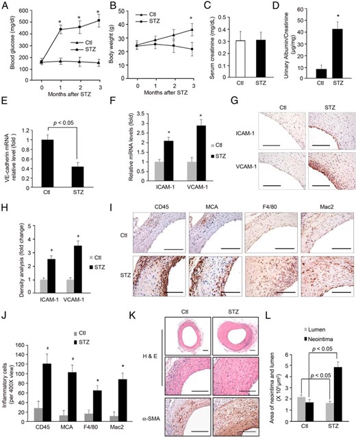 Diabetes increases neointima formation in AVGs. A and B, In mice with STZ-induced diabetes, blood glucose and body weight were measured for 3 months (n = 5; *, P < .05, vs control). C and D, Serum creatinine (C), urinary albumin, and creatinine were measured in the control and diabetic mice at 3 months after STZ treatment. The ratio of urinary albumin to creatinine was presented (D) (n = 5, P < .05). E, After 3 months of diabetes, AVGs were created and 1 month later, the RNA isolated from AVGs was evaluated for VE-cadherin expression. F–H, The expressions of ICAM-1 and VCAM-1 in AVGs were detected by RT-PCR (F) and immunostaining (G). The density analysis is shown in H (*, P < .05 vs control, n = 5). I and J, After 1 month, AVGs from control and STZ-treated mice were examined by immunostaining with antibodies against CD45 (leukocyte), MCA (neutrophil), or F4/80 and Mac2 (macrophage markers). Cells positive for each marker were counted and compared statistically (*, P < .05 vs control, n = 5). K and L, AVGs created in control and diabetic mice were analyzed. Compared with results from control mice, there was a statistically increase in the size of the neointima and number of α-SMA+-positive SMCs in AVGs of diabetic mice. Representative pictures of the neointima formed in AVGs are shown. The areas of the neointima and lumen in AVGs created in 5 mice were measured (mean ± SEM; n = 5). Scale bar in G, I, and K: 100 μm.