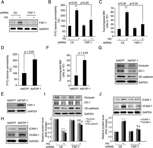FSP-1 mediates high glucose (HG)-induced endothelial dysfunction. A–C, Endothelial permeability is suppressed by FSP-1 knock down with FSP-1 shRNA lentivirus. ECs were infected with shRNA lentivirus against FSP-1 for 48 hours followed with treatment of HG, the FSP-1 expression was detected by Western blotting (A). The FITC-dextran transwell permeability (B) and transendothelial migration of bone marrow cells were measured (C). D–F, Overexpression of FSP-1 increases EC permeability measured as FITC-dextran influx and transendothelial migration of bone marrow cells. G and H, In cultured ECs, overexpression of FSP-1 regulated the expression of junction (G) and adhesion molecules (H). I and J, FSP-1 knockdown suppressed HG-induced alterations in expression of junction (I) and adhesion molecules (J) (*, P < .05 vs control; #, P < .05 vs HG-treated group).