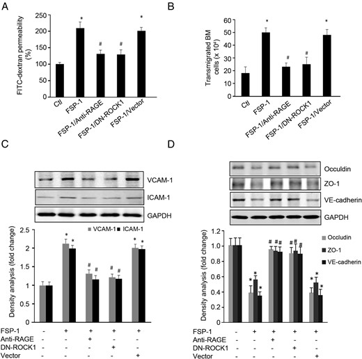 FSP-1 induced-barrier dysfunction in ECs is regulated by RAGE or ROCK1 activation. A and B, FSP-1-induced EC permeability and bone marrow cell transendothelial migration were blocked by inhibiting RAGE or dnROCK1. C, FSP-1-induced expression of ICAM-1 and VCAM-1 were suppressed by blocking RAGE or dnROCK1. D, FSP-1 decreased the expression of junction molecules. These responses were mediated by RAGE or ROCK1 activity (*, P < .05 vs control; #, P < .05 vs FSP-1-treated group).
