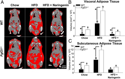 Visceral and sc adipose tissue volume calculated by micro-CT imaging of WT and Fgf21−/− mice. A subset of male WT and Fgf21−/− mice were fed a chow diet, a HFD, or a HFD supplemented with 3% naringenin for 8 weeks (n = 4–6/group). A, Whole-body composition analysis was conducted by micro-CT imaging. Adipose tissue is highlighted in red. Note that the apparent presence of a small amount of adipose tissue at air/tissue interfaces (eg, lung/heart) is an artifact caused by averaging the x-ray attenuation coefficient of air and soft tissue. Visceral (B) and sc (C) adipose tissue volume (cubic millimeters × 103) was calculated from micro-CT images. Values are the mean ± SEM. Different upper-case letters indicate statistical significance among WT animals (P < .05). Different lower-case letters indicate statistical significance among Fgf21−/− mice (P < .05). *, Statistical significance between genotypes (WT vs Fgf21−/−) fed the same diet (P < .05).