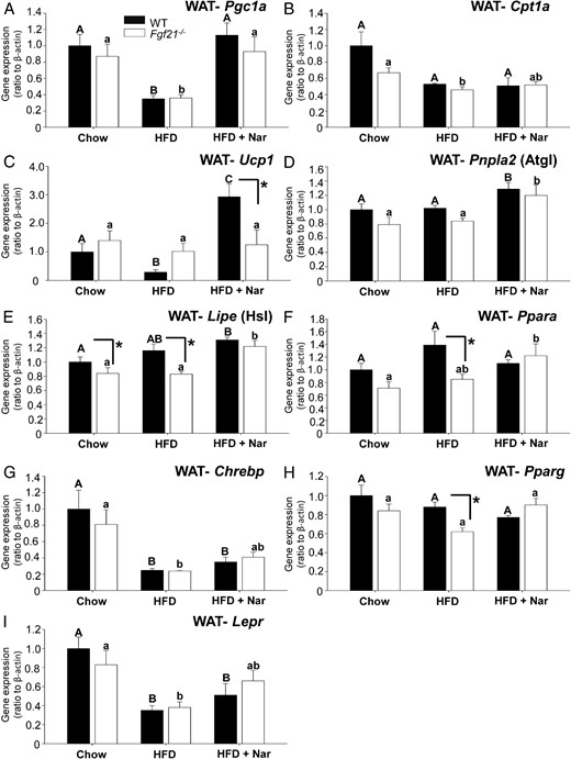 Gene expression profiling in WAT of WT and Fgf21−/− mice. mRNA abundance was measured in epidydmal adipose tissue depots collected from male WT and Fgf21−/− mice fed a chow diet, a HFD, or a HFD supplemented with 3% naringenin (Nar) for 16 weeks (n = 6–7/group). Values are the mean ± SEM (n = 6–7/group) and are normalized to Actb (β-actin). Different upper-case letters indicate statistical significance among WT animals (P < .05). Different lower-case letters indicate statistical significance among Fgf21−/−mice (P < .05). *, Statistical significance between genotypes (WT vs Fgf21−/−) fed the same diet (P < .05).