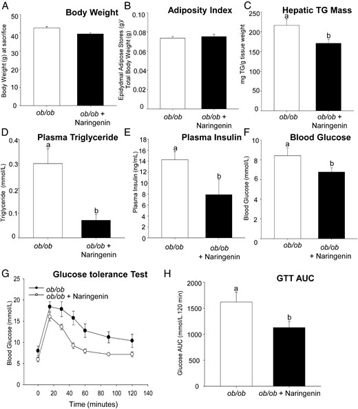 Naringenin-treatment of Lepob/ob mice improves glucose tolerance, dyslipidemia, and hepatic TG accumulation independent of any effect on body weight and adiposity. Male Lepob/ob mice were fed a low-fat semisynthetic diet ± naringenin (3%) for 4 weeks (n = 8/group). Body weight was measured biweekly (A). Adiposity Index was calculated as the weight of epididymal adipose stores/total body weight (B). Hepatic TG mass (C) and plasma TG concentrations (D) were determined in mice fasted for 6 hours. Plasma insulin (E) and blood glucose (F) were determined in mice after a 6-hour fast. A GTT was performed by gavage of 20% glucose (1 g/kg body weight) (G). The GTT AUC was calculated (H). Values are the mean ± SEM (n = 8/group). Different letters indicate statistical significance (P < .05).