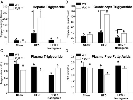 Prevention of hepatic steatosis and ectopic lipid accumulation in HFD-treated WT and Fgf21−/− mice supplemented with naringenin. Male WT and Fgf21−/− mice were fed a chow diet, a HFD, or a HFD supplemented with 3% naringenin for 16 weeks (n = 6–7/group). Hepatic TG (milligrams per gram of tissue weight) (A), quadriceps TG concentration (milligrams per gram of tissue weight) (B), plasma TG (C), plasma FFAs (D) are shown. Values are the mean ± SEM. Different upper-case letters indicate statistical significance among WT animals (P < .05). Different lower-case letters indicate statistical significance among Fgf21−/− mice (P < .05). *, Statistical significance between genotypes (WT vs Fgf21−/−) fed the same diet (P < .05).