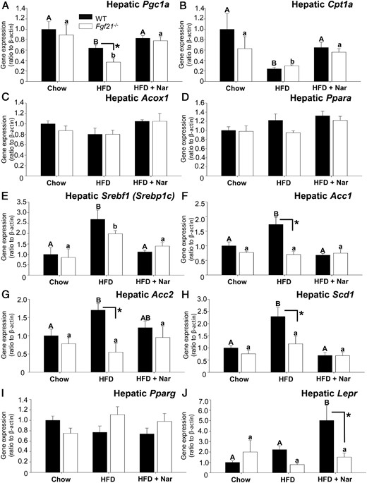 Gene expression profiling in liver of WT and Fgf21−/− mice. mRNA abundance was measured in liver collected from male WT and Fgf21−/− mice fed a chow diet, a HFD, or a HFD supplemented with 3% naringenin (Nar) for 16 weeks (n = 6–7/group). Data are given as mean ± SEM (n = 6–7/group) and are normalized to Actb (β-actin). Different upper-case letters indicate statistical significance among WT animals (P < .05). Different lower-case letters indicate statistical significance among Fgf21−/− mice (P < .05). *, Statistical significance between genotypes (WT vs Fgf21−/− fed the same diet (P < .05).