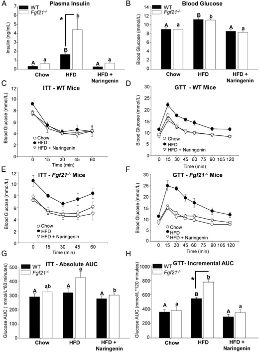 Naringenin prevents hyperinsulinemia and improves glucose tolerance and insulin sensitivity in HFD-fed WT and Fgf21−/− mice. Male WT and Fgf21−/− mice were fed a chow diet, a HFD, or a HFD diet supplemented with 3% naringenin for 16 weeks (n = 6–7/group). A, Plasma insulin (nanograms per milliliter). B, Blood glucose (millimoles per liter). C and E, ITTs were performed in nonfasted mice by ip injection of insulin (0.6 IU/kg). G, Absolute plasma glucose AUC in millimoles per liter × 60 minutes during the ITT. D and F, GTTs were performed after a 4-hour fast by oral gavage of 20% glucose (1 g/kg body weight). H, Incremental plasma glucose AUC in millimoles per liter × 120 minutes during the GTT. Values are the mean ± SEM. Different upper-case letters indicate statistical significance among WT animals (P < .05). Different lower-case letters indicate statistical significance among Fgf21−/− mice (P < .05). *, Statistical significance between genotypes (WT vs Fgf21−/−) fed the same diet (P < .05).