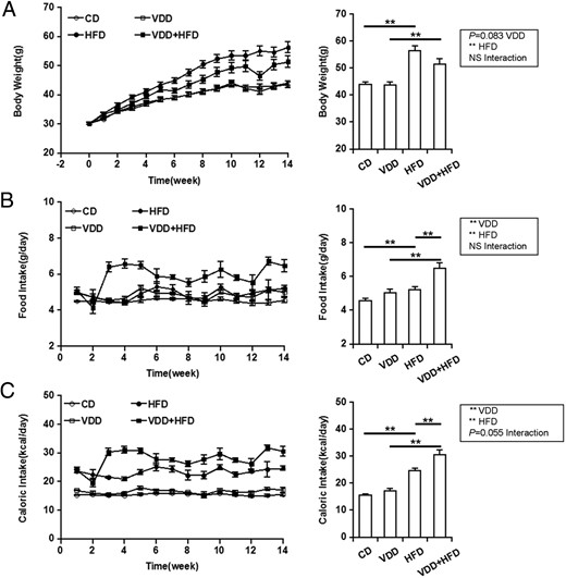 Effects of vitamin D deficiency on body weight growth and food and caloric intakes. A, Body weight. Left, P < .001 (repeated measures ANOVA). NS, CD vs VDD; P < .001, CD vs HFD; P < .01, VDD vs VDD+HFD; P < .01, HFD vs VDD+HFD (LSD post hoc test). Right, Data of the endpoint of the experiment. B, Food intake. Left, P < .001 (repeated measures ANOVA). P < .001, CD vs VDD; P < .001, CD vs HFD; P < .001, VDD vs VDD+HFD; P < .001, HFD vs VDD+HFD (LSD post hoc test). Right, Data of the endpoint of the experiment. C, Caloric intake. Left, P < .001 (repeated measures ANOVA). P < .01, CD vs VDD; P < .001, CD vs HFD; P < .001, VDD vs VDD+HFD; P < .001, HFD vs VDD+HFD (LSD post hoc test). Right, Data of the endpoint of the experiment. All data were expressed as mean ± SEM (n = 20). NS, nonsignificant. **, P < .01.