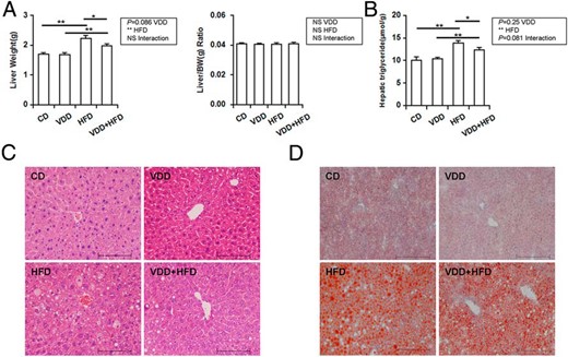 Effects of vitamin D deficiency on hepatic TG content and hepatic lipid accumulation. A, Liver weight. B, Hepatic TG content. C, Liver sections were stained with hematoxylin and eosin (original magnification, ×200). D, Liver sections were stained with Oil Red O (original magnification, ×200). Data were expressed as mean ± SEM (n = 20). NS, nonsignificant. *, P < .05; **, P < .01.