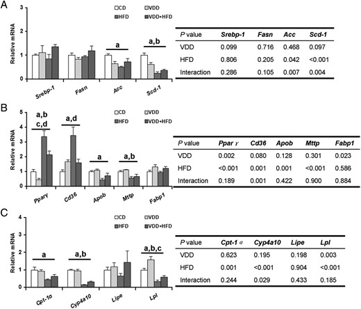 Effects of vitamin D deficiency on the expression of hepatic lipid-related genes. A, Genes for hepatic fatty acid synthesis. B, Hepatic genes for lipid transport. C, Hepatic lipolysis-related genes. Data were expressed as mean ± SEM (n = 6). Fasn, fatty acid synthase; Acc, acetyl-Coenzyme A carboxylase; Scd-1, stearoyl-CoA desaturase-1; Cd36, cluster of differentiation 36; Apob, apolipoprotein b; Mttp, microsomal triglyceride transfer protein; Fabp1, fatty acid-binding protein 1; Cyp4a10, cytochrome P450, family 4, subfamily a, polypeptide 10; Lipe, hormone sensitive lipase; Lpl, lipoprotein lipase. a, P < .05 CD vs HFD; b, P < .05 VDD vs VDD+HFD; c, P < .05 CD vs VDD; d, P < .05 HFD vs VDD+HFD.