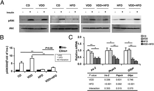 Effects of vitamin D deficiency on hepatic insulin signal transduction. A, Mice were fasted for 8 hours and ip injected with recombinant insulin (1.0 U/kg). Liver tissues were collected 5 minutes after insulin injection. Hepatic phospho-Akt and Akt were measured using immunoblots (n = 6). Blots reflect representative data. All experiments were replicated for 4 times. B, The level of pAkt/Akt was quantified and normalized to corresponding control (without treatment of insulin). C, Hepatic Irs-2, Pepck, and G6pc were determined using real-time RT-PCR (n = 6). Data were expressed as mean ± SEM. NS, nonsignificant. Irs-2, insulin receptor substrate 2; Pepck, phosphoenolpyruvate carboxykinase; G6pc, glucose-6-phsophatase catalytic. *, P < .05; **, P < .01.